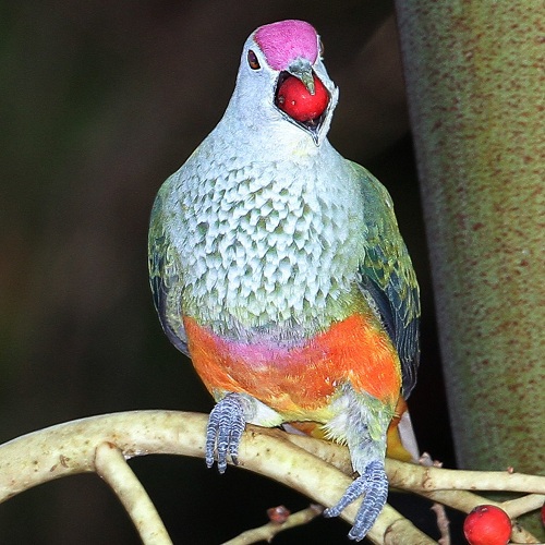 Rose Crowned Fruit Dove with large berry in it's mouth